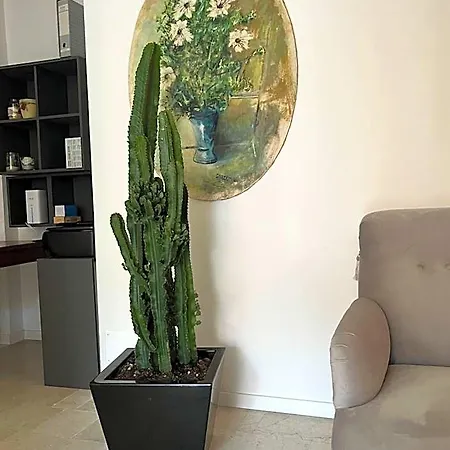 לינה וארוחת בוקר Fleur Blanche