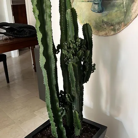 Frühstückspension Fleur Blanche Verona